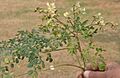 Sonjna (Moringa oleifera) leaves with flowers at Kolkata W IMG 2125