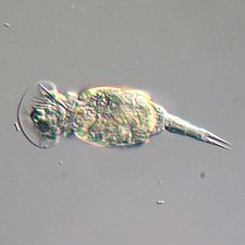 Squatinella sp. (Rädertierchen - Rotifera) - 160x (13402418244)