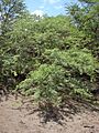 Starr 070404-6622 Prosopis sp.