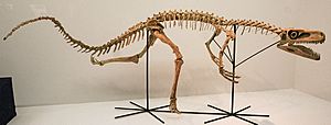 Archivo:Staurikosaurus pricei