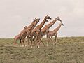 Tanzanie girafe