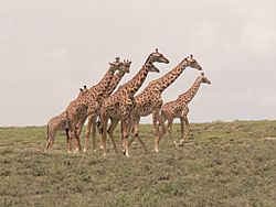 Archivo:Tanzanie girafe