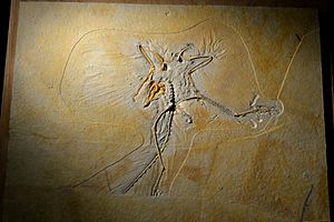 Archivo:Thermopolis Archaeopteryx