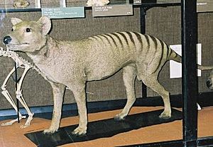 Archivo:Thylacine-tring