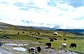 TianShanYaks