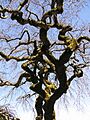 TreeAtFILOLI