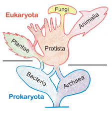 Archivo:Tree of Living Organisms