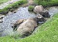 Water buffalo bathing