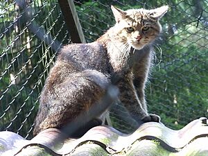 Archivo:Wildkatze