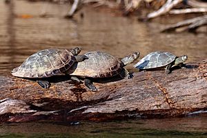 Archivo:Yellow-spotted river turtles (Podocnemis unifilis)