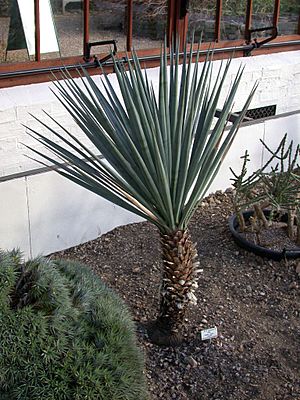 Archivo:Yucca schottii 20070226-1535-58