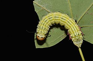 Archivo:- 7715 – Dryocampa rubicunda – Rosy Maple Moth caterpillar (48426514981)