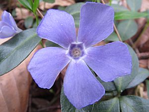 Archivo:20140321Vinca minor2