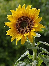 Archivo:A sunflower