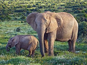 Archivo:African Bush Elephants