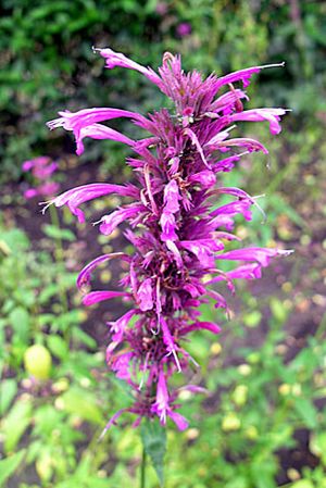 Archivo:Agastache mexicana, the Mexican Giant Hyssop (10498755984)