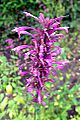 Agastache mexicana, the Mexican Giant Hyssop (10498755984)