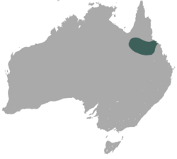 Allied rock-wallaby range