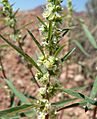 Amaranthus fimbriatus 3