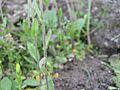 Arabidopsis thaliana hojas sesiles