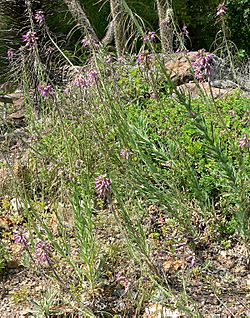 Arabis perennans 1.jpg