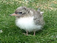 Archivo:Arctic tern (Sterna paradisaea) chick