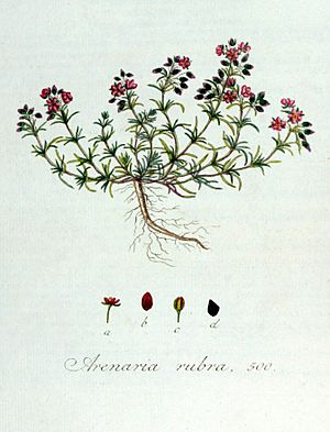 Archivo:Arenaria rubra — Flora Batava — Volume v7