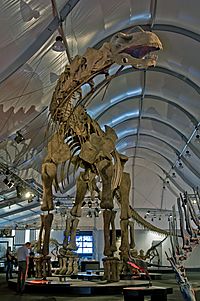 Archivo:Argentinosaurus DSC 2943