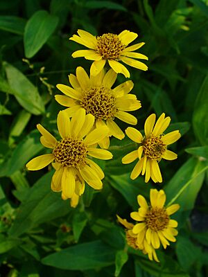 Archivo:Arnica chamissonis 02