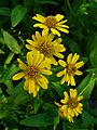 Arnica chamissonis 02