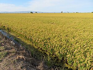 Archivo:Arrozal, cultivo de arroz, Delta del Ebro