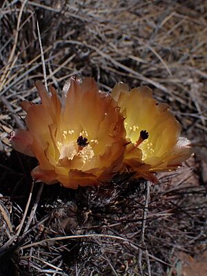 Archivo:Austrocactus philippii 4