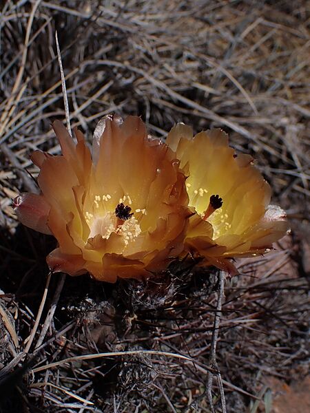 Austrocactus philippii 4