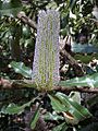 Banksia serrata flower