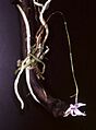 Barkeria naevosa Orchi 031