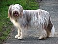Bearded Collie