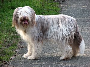 Archivo:Bearded Collie