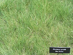 Archivo:Blue grama Bouteloua gracilis MN 2007