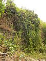 Bosea yervamora on rock wall