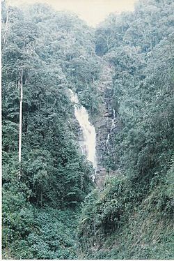 Archivo:Bosque andino colombiano antioquia2