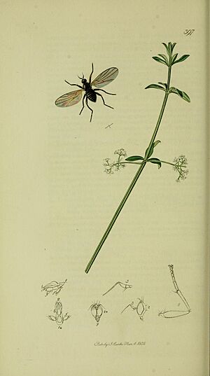 Archivo:Britishentomologyvolume8Plate397