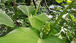 Calathea macrosepala K. Schum.jpg