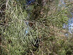 Archivo:Callitris columellaris foliage