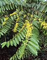 Cananga odorata 04