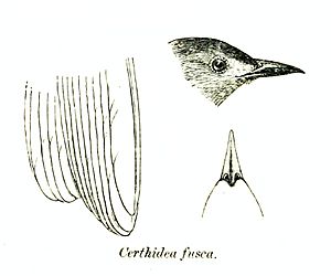 Archivo:CerthideaFuscaPZSL1870