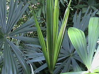 Chryosophilla williansii.JPG