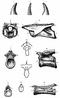Archivo:Coelurus vetebrea Marsh 1884