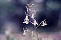 Conanthera johowii