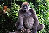 Cross river gorilla.jpg