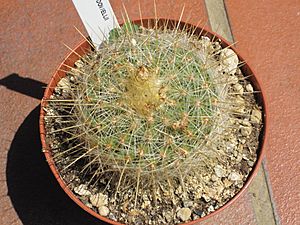 Archivo:Echinomastus macdowelii